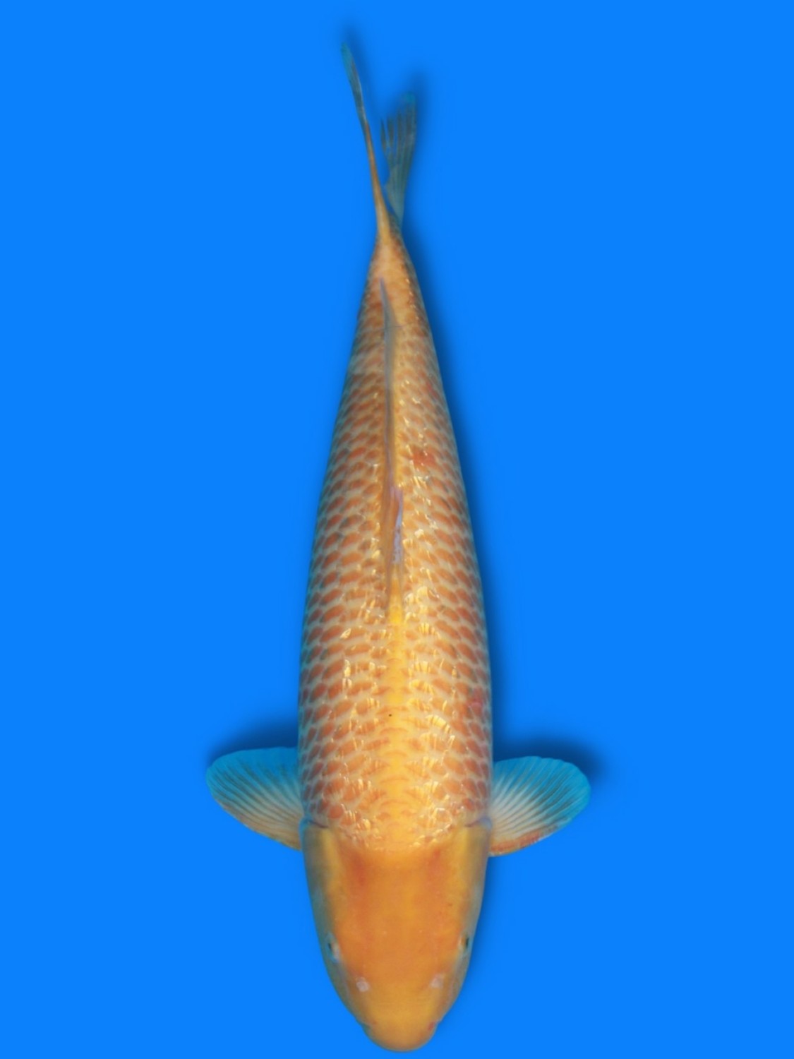 Best In Size E 61-65 cm