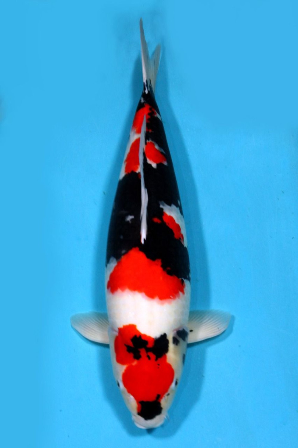 Juara 2