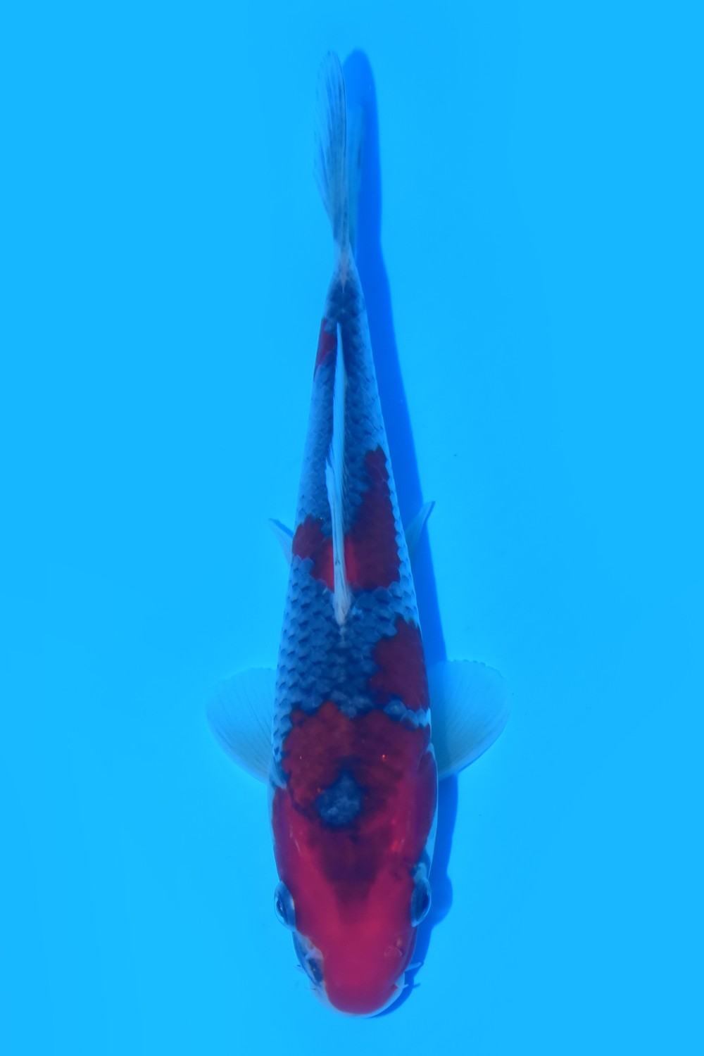 Juara 4