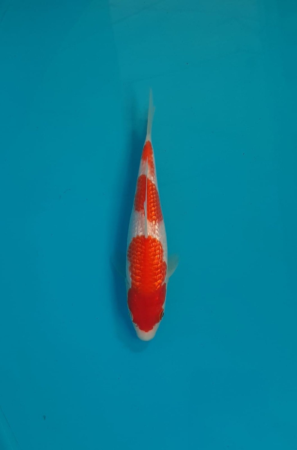 Best In Size B 13 - 15 cm