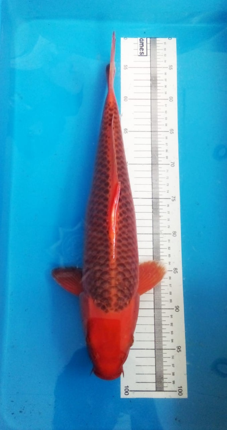 Juara 3