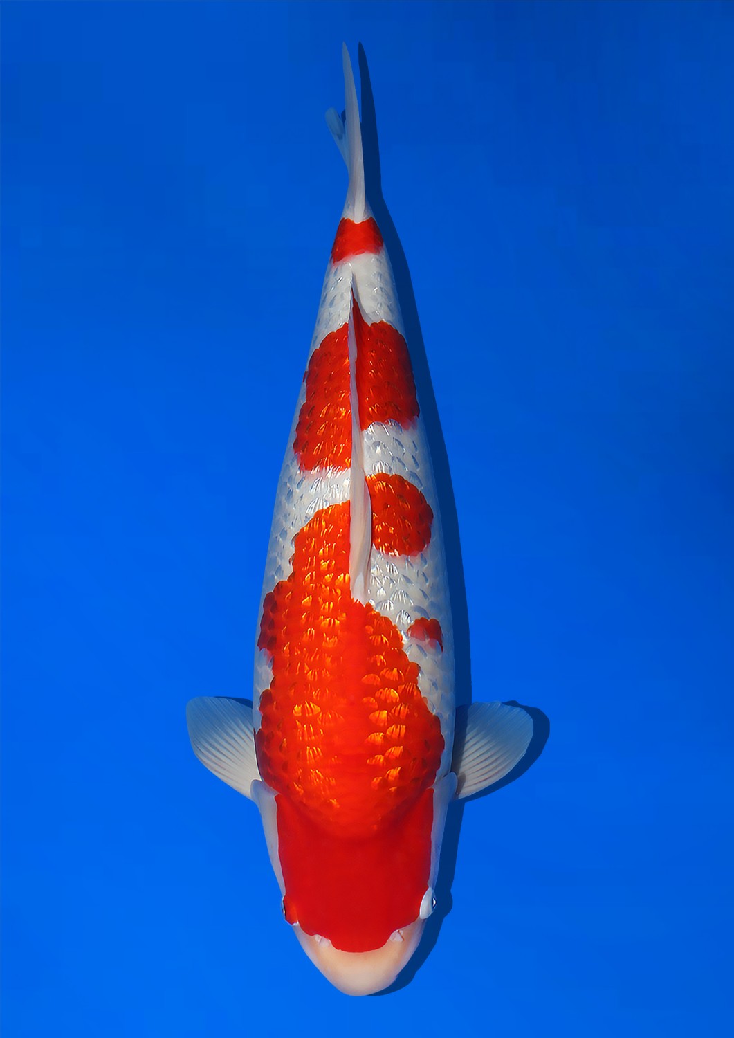 Best In Size B 66-70 cm