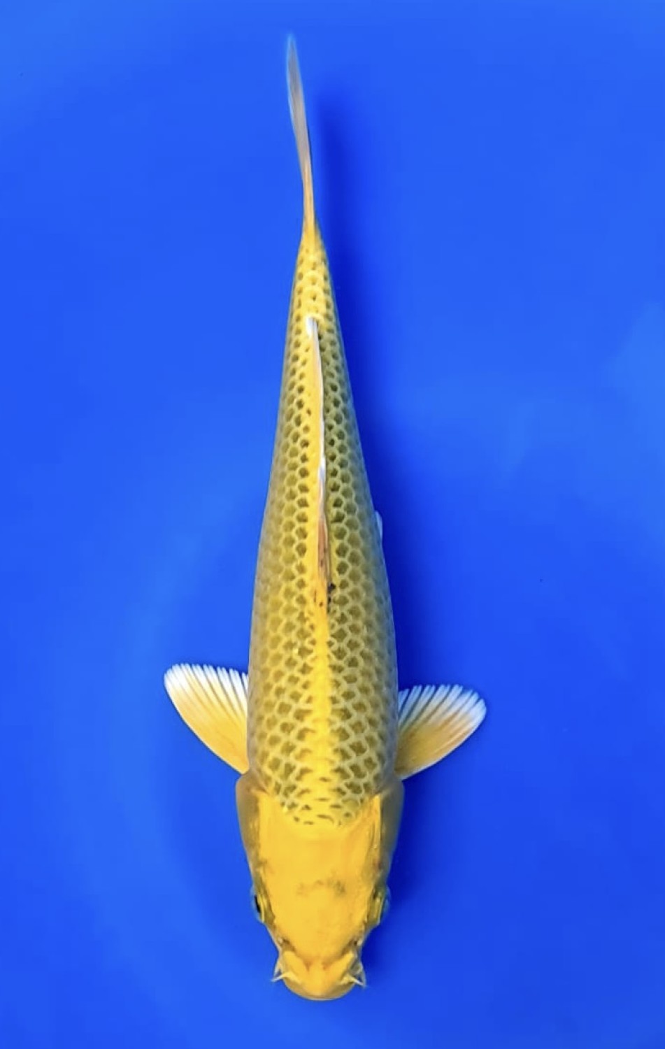 Juara 2