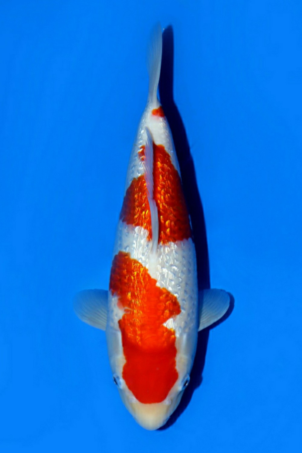 Juara 2