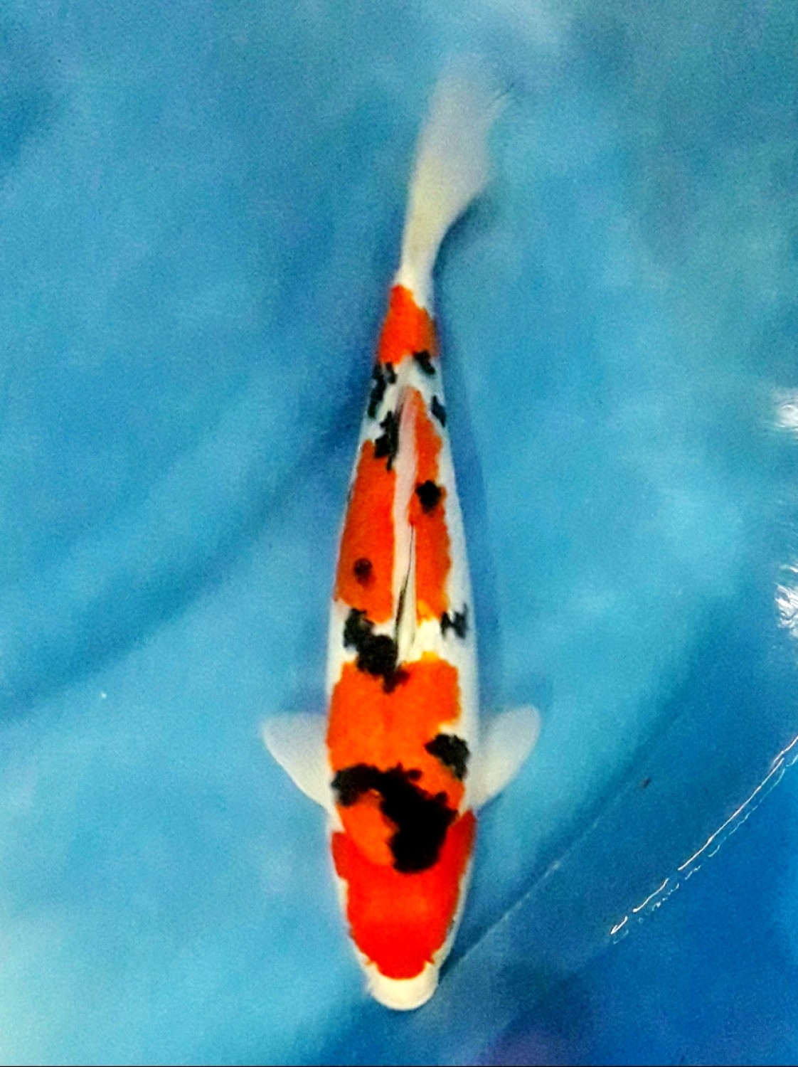 Juara 1