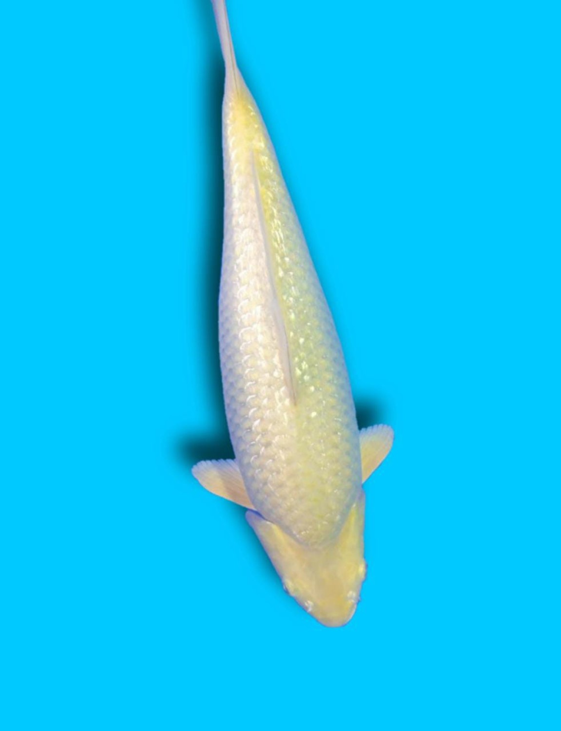 Juara 4