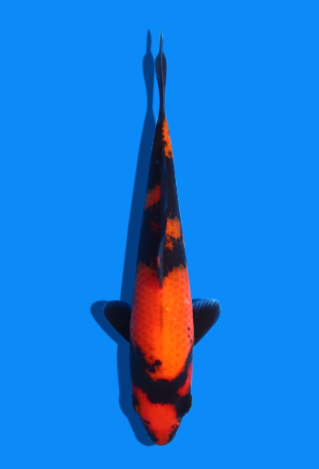 Juara 5