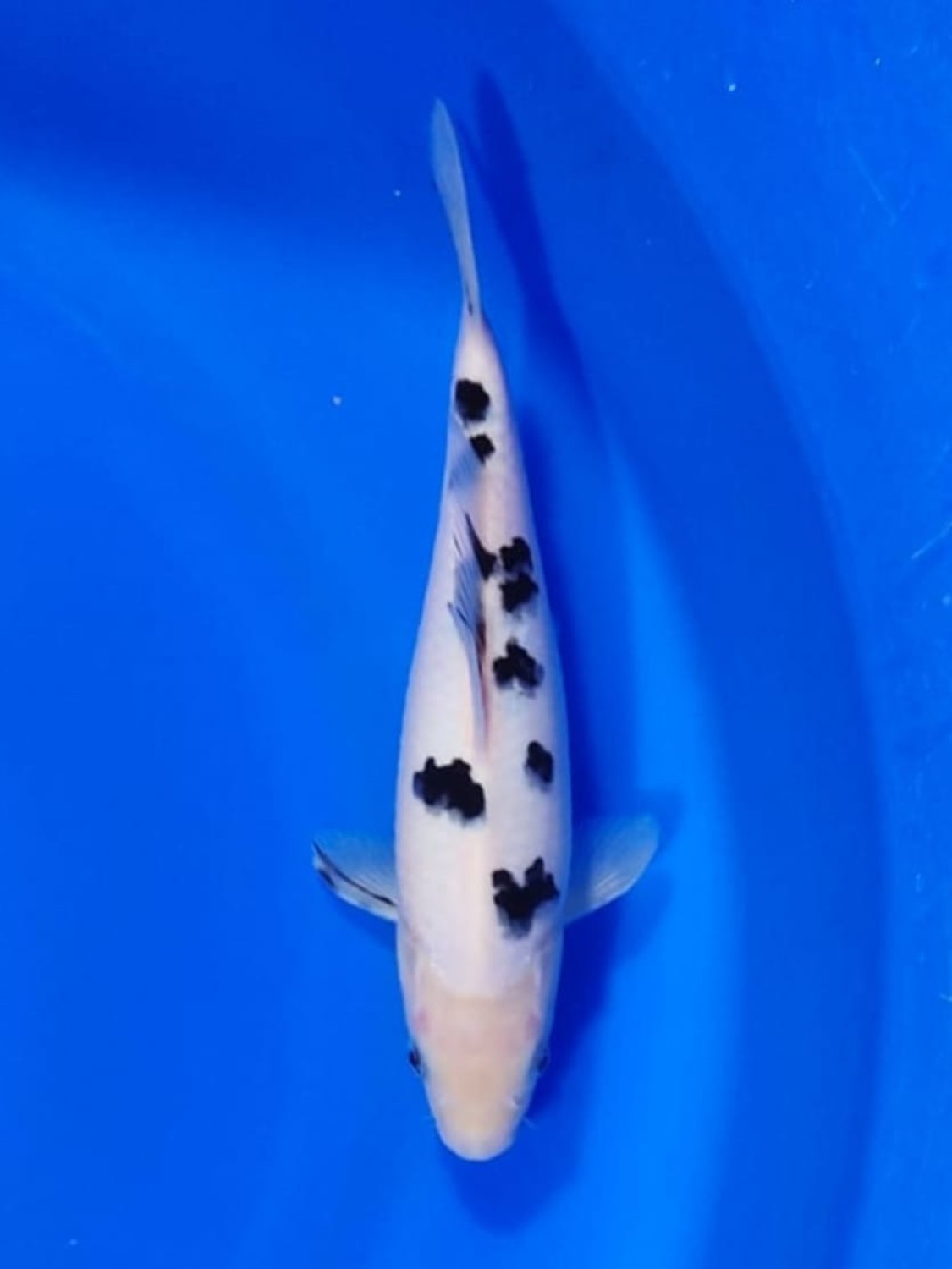 Best In Size D 21-25 cm