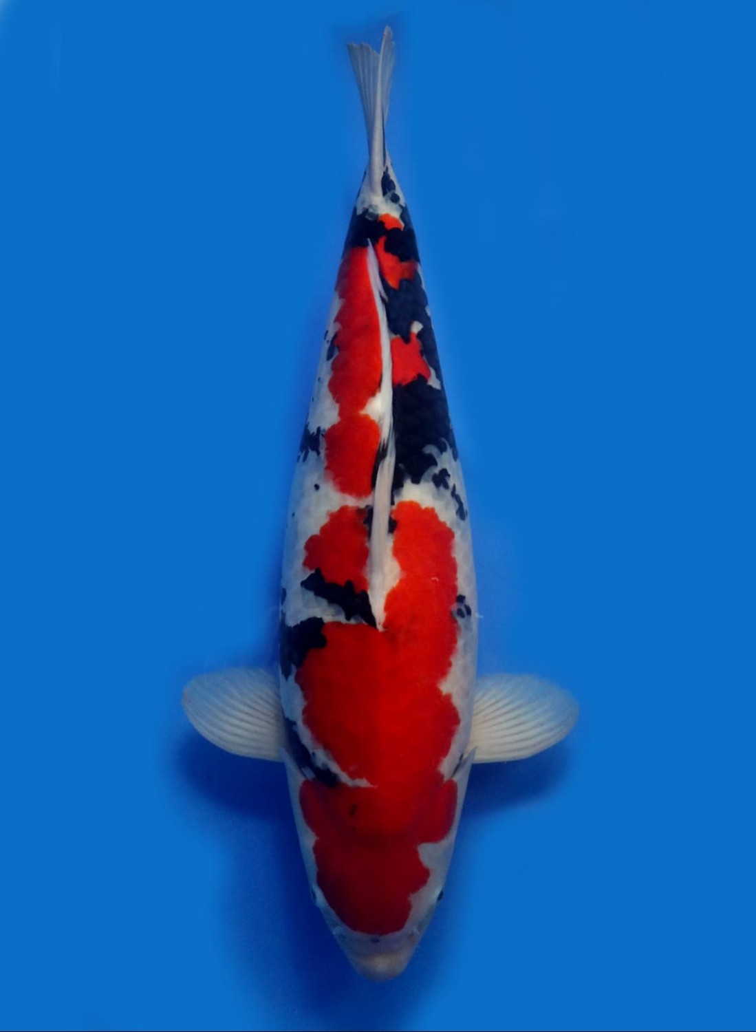 Juara 1
