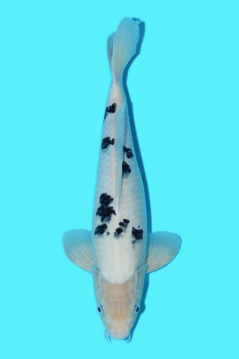 Juara 1