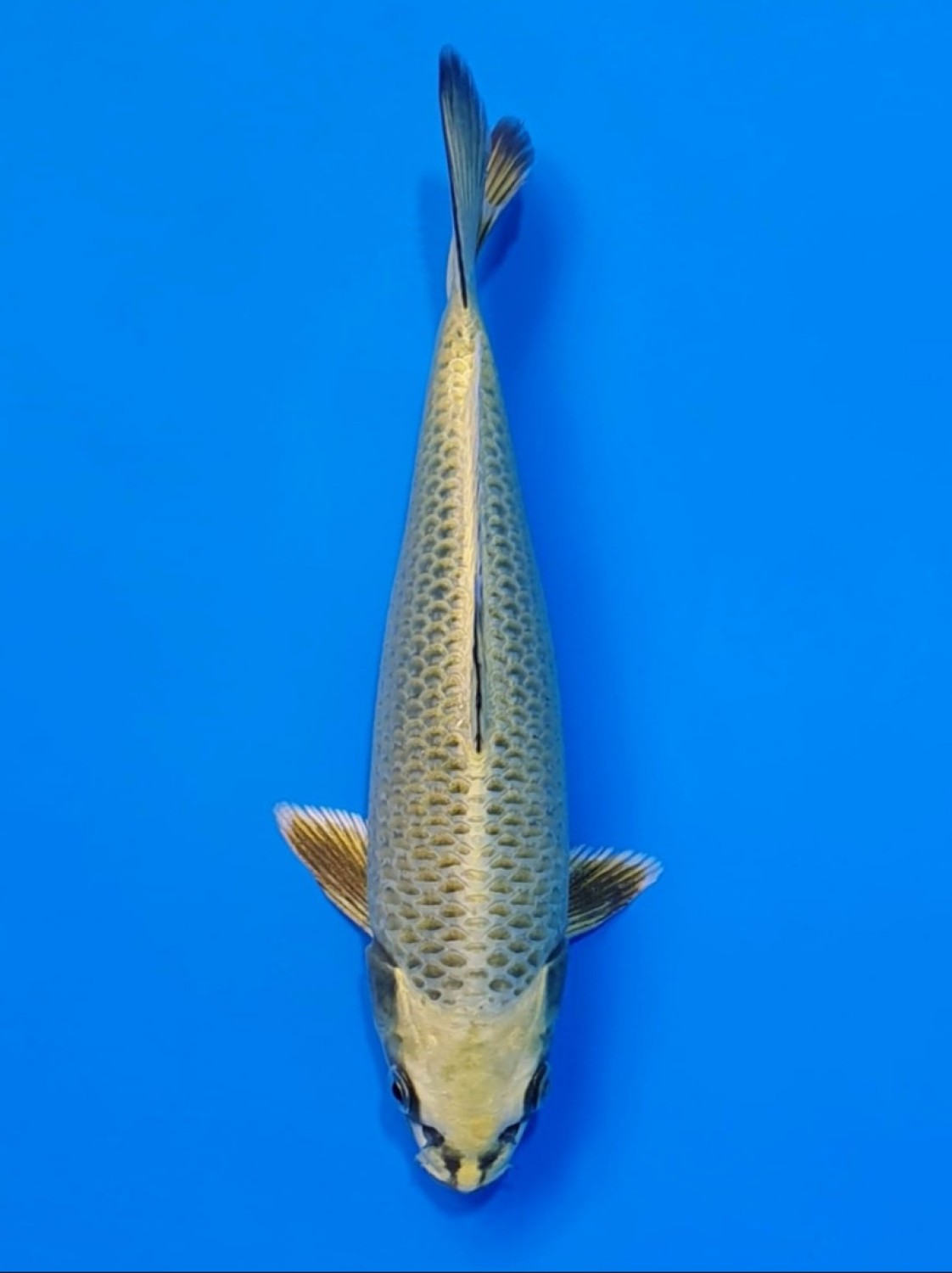 Juara 4