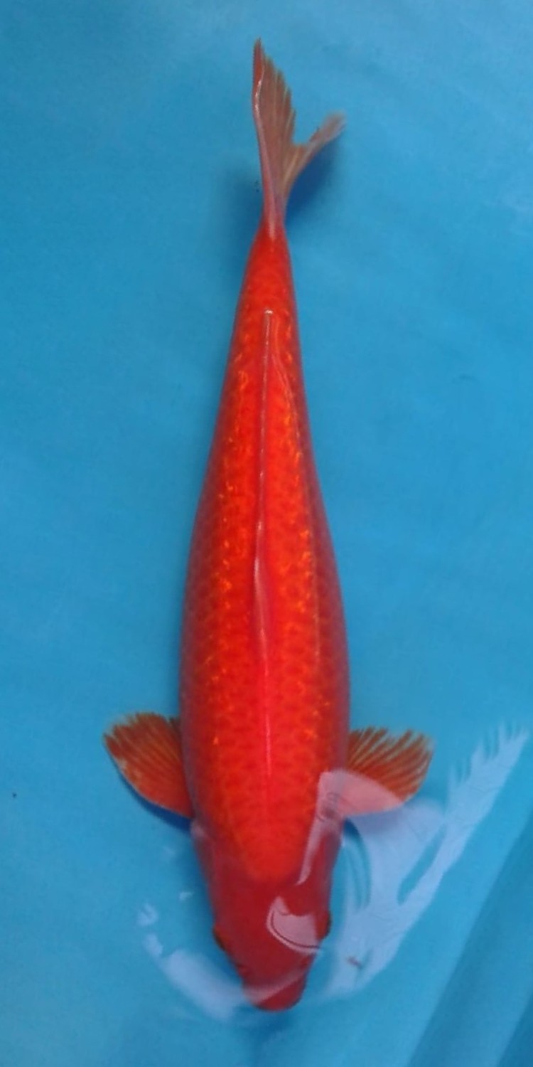 Juara 2