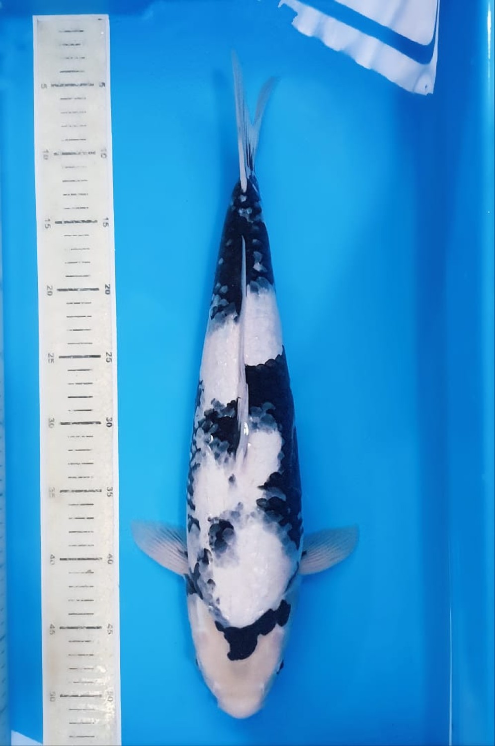Juara 1