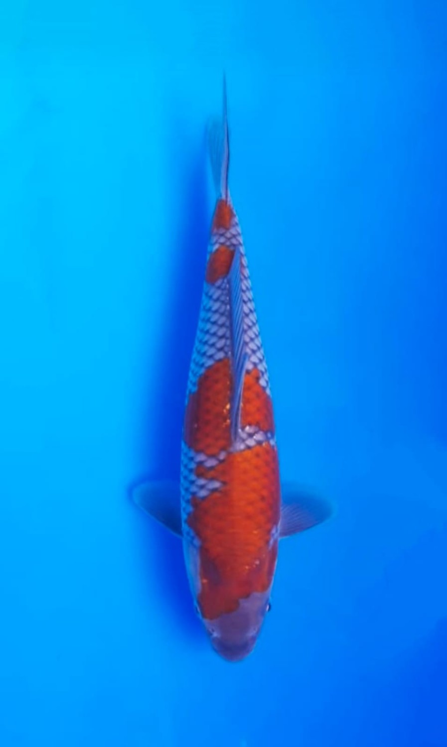 Juara 1