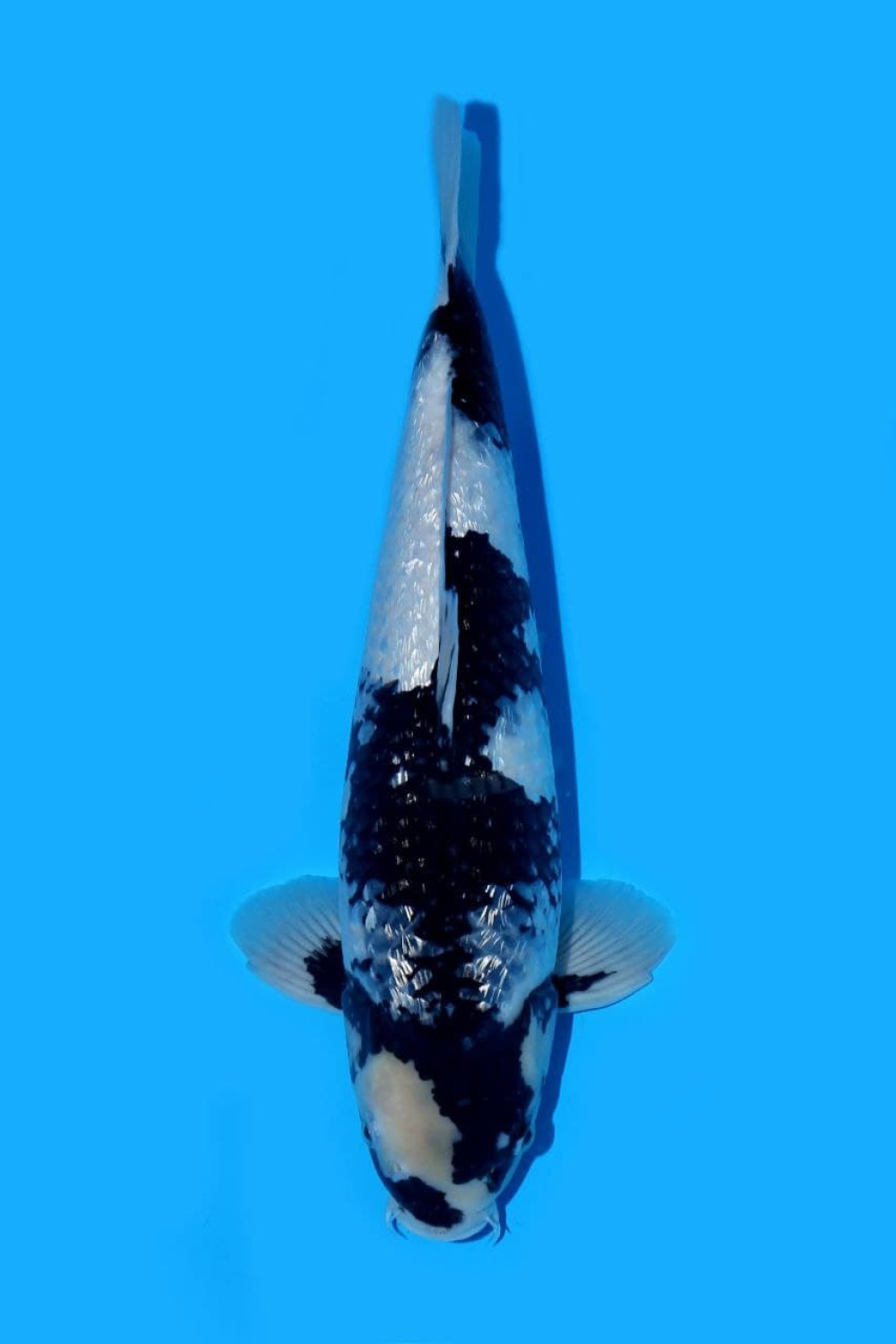 Juara 1