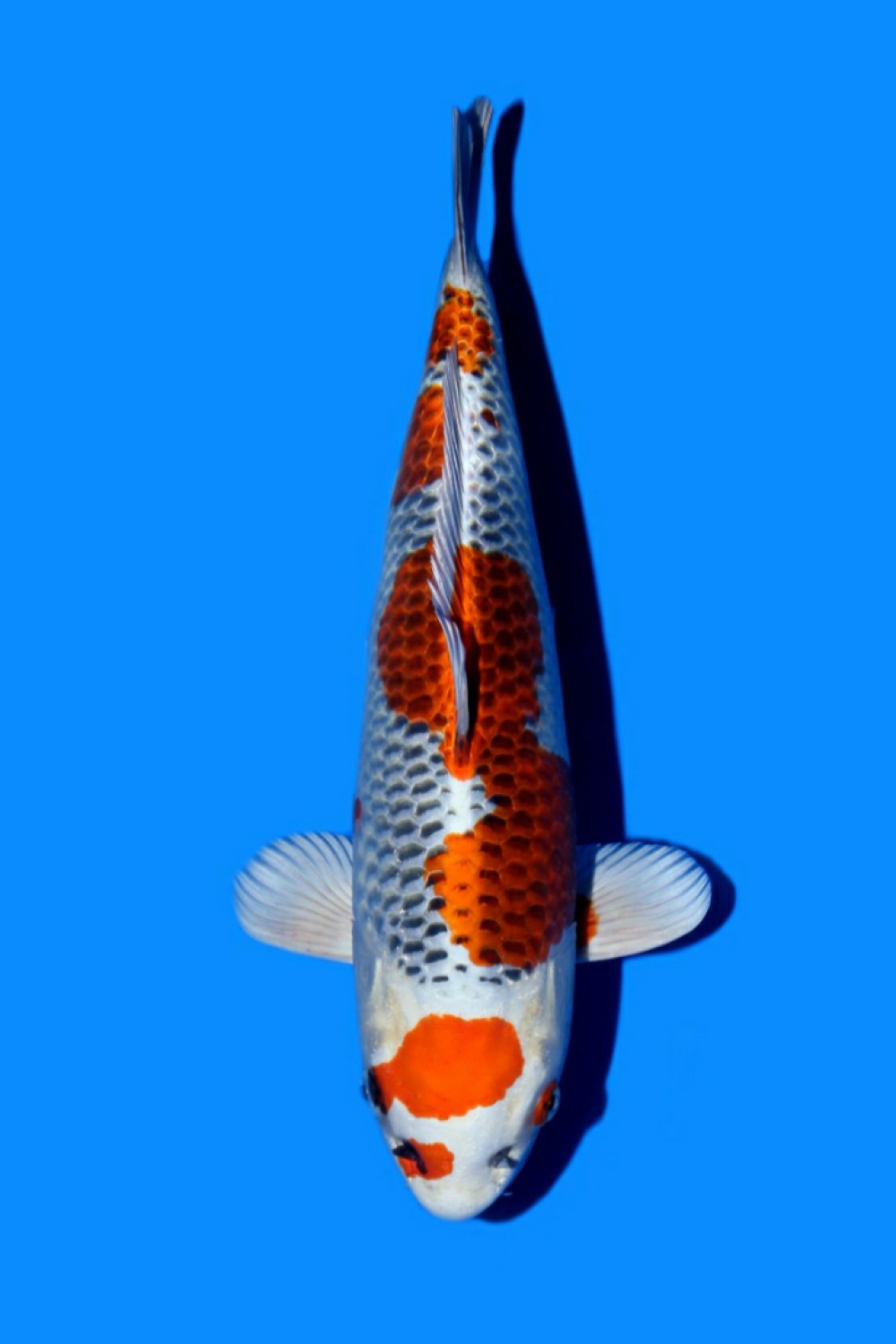Best In Size B 46-50 cm