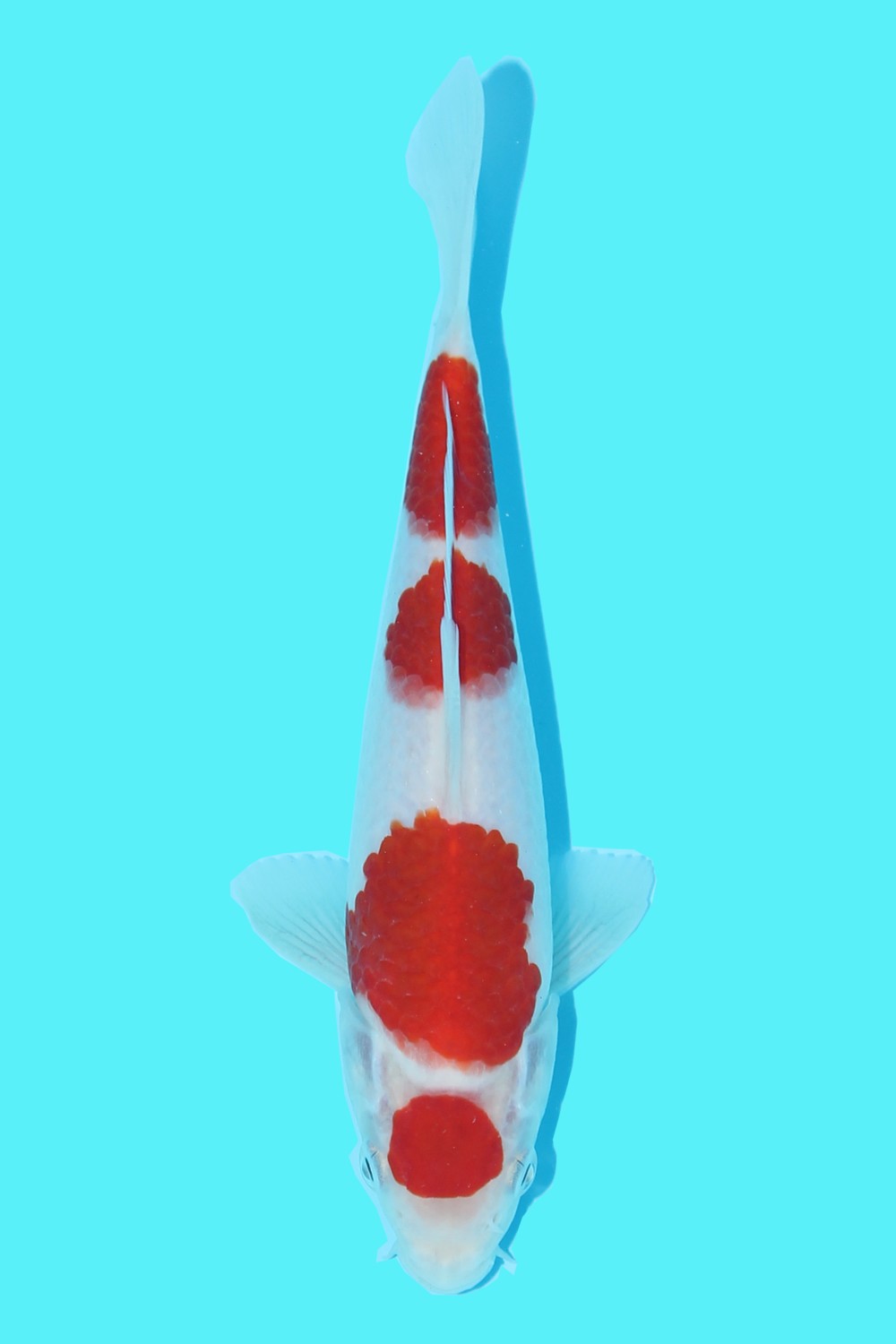 Best In Size A 16 - 20 cm
