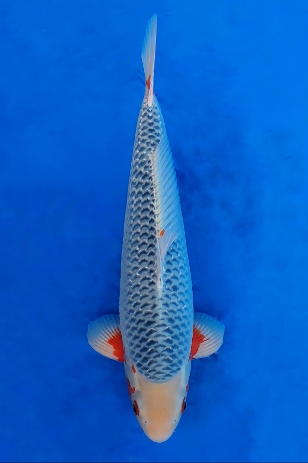 Juara 1