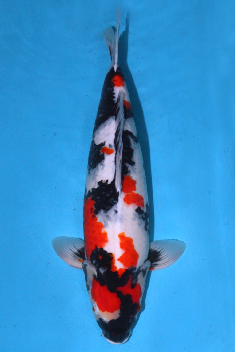 Juara 1