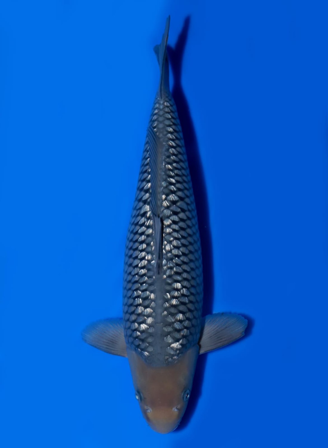 Juara 1
