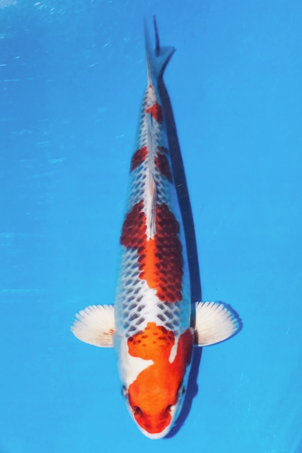 Juara 1