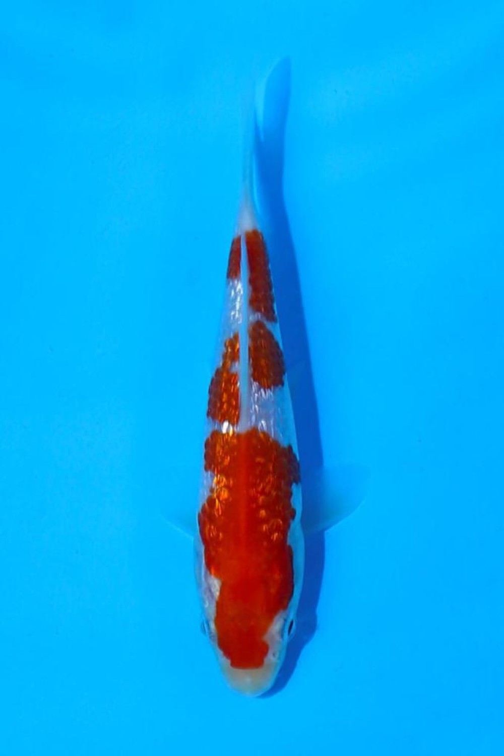 Juara 2