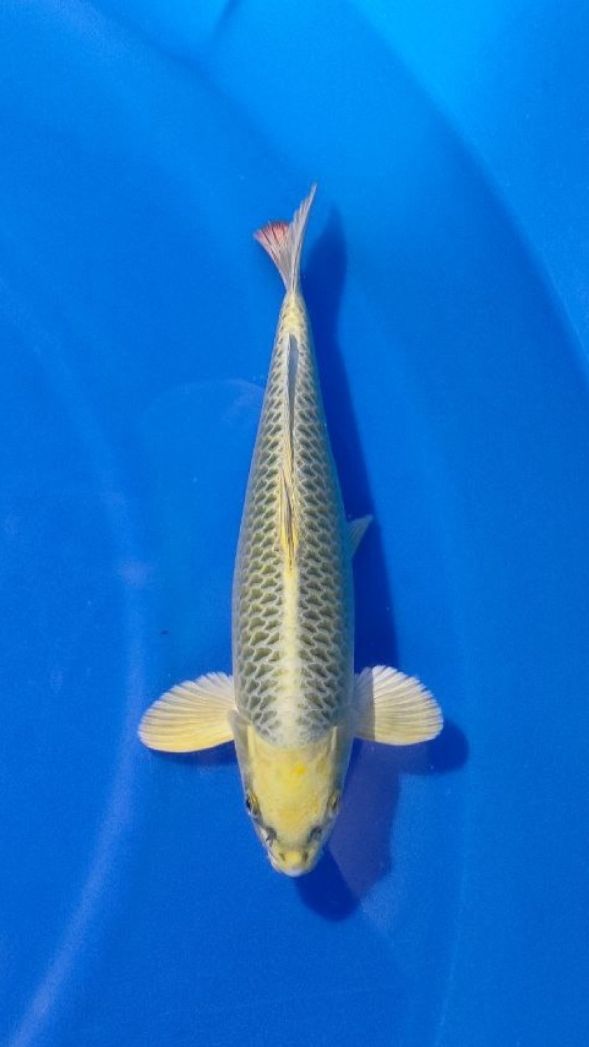 Juara 1