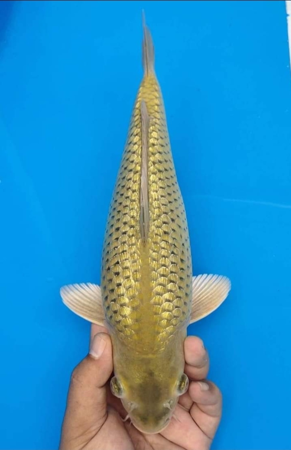 Juara 3
