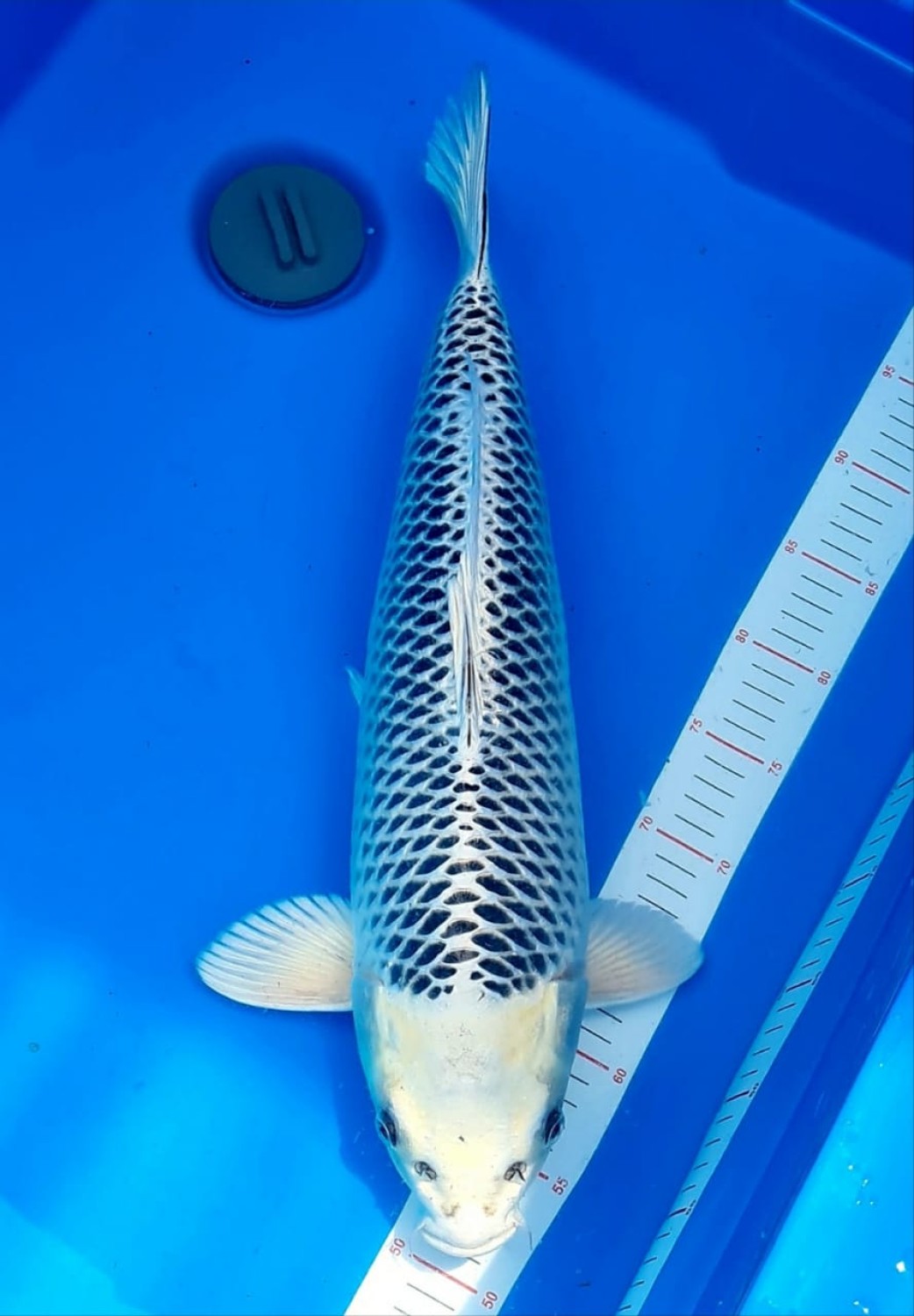 Best In Size E 46-50 cm