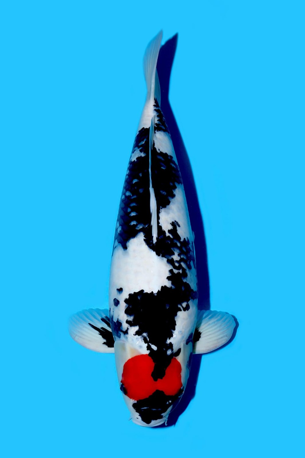 Juara 1