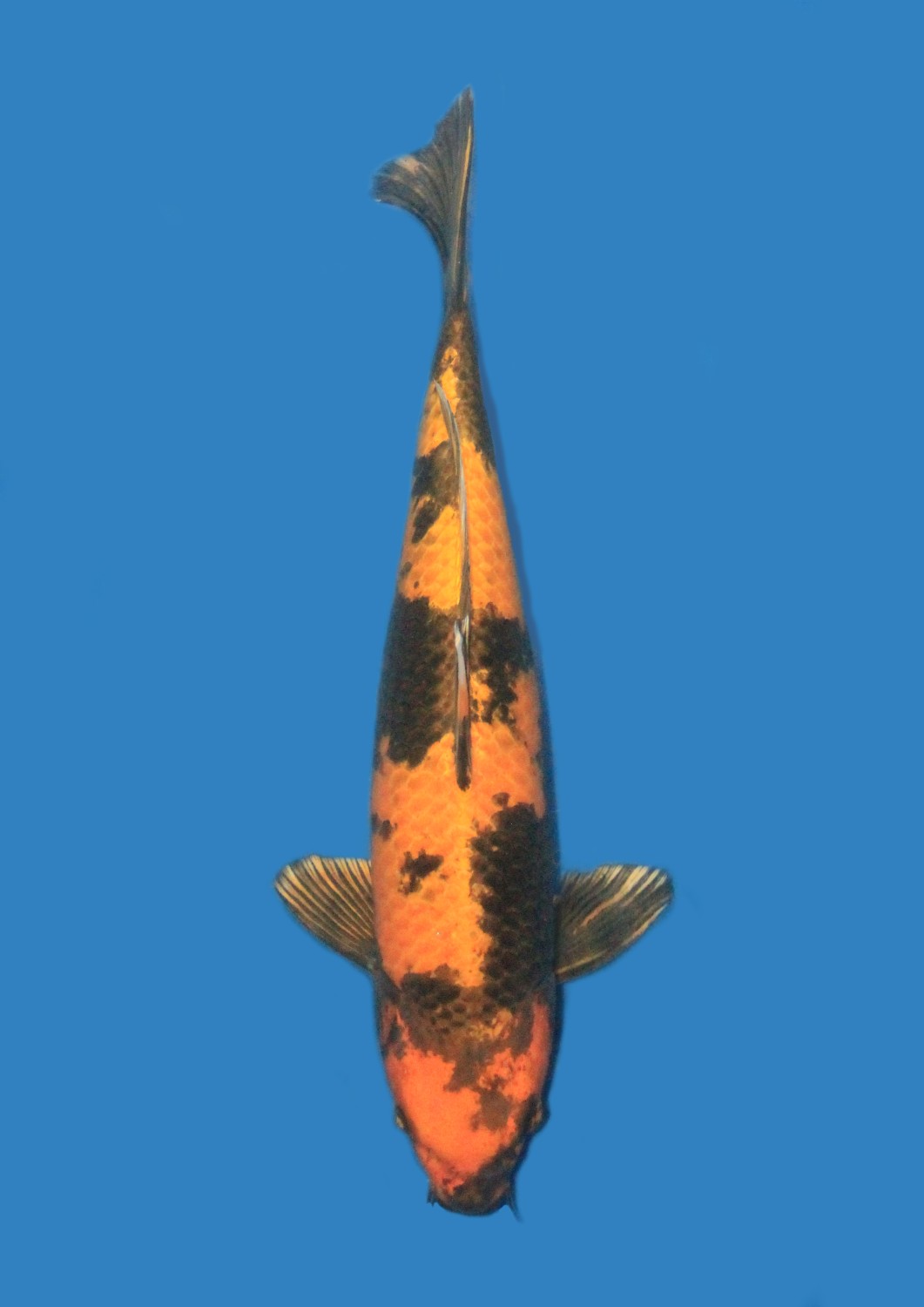 Juara 2