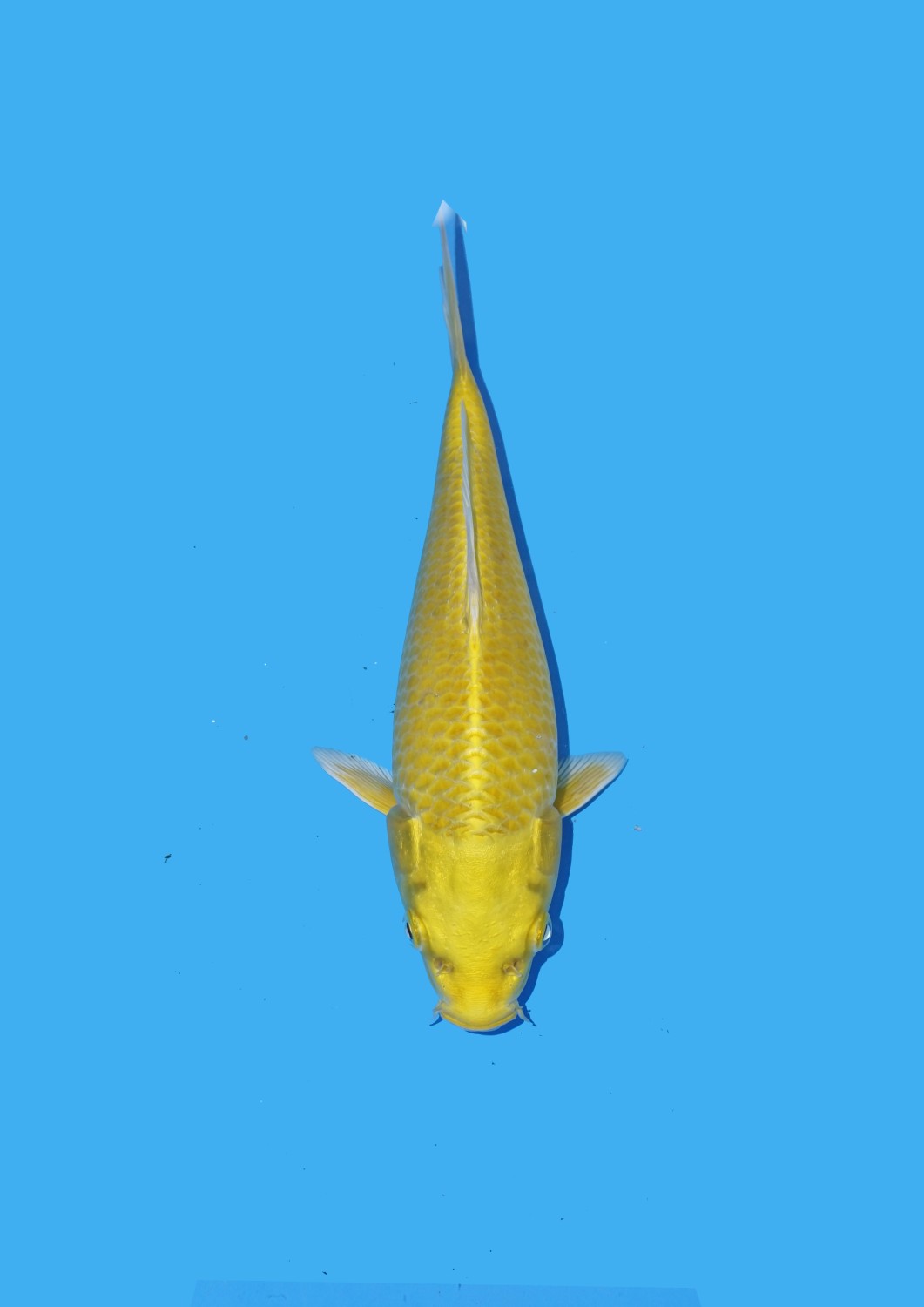 Juara 1