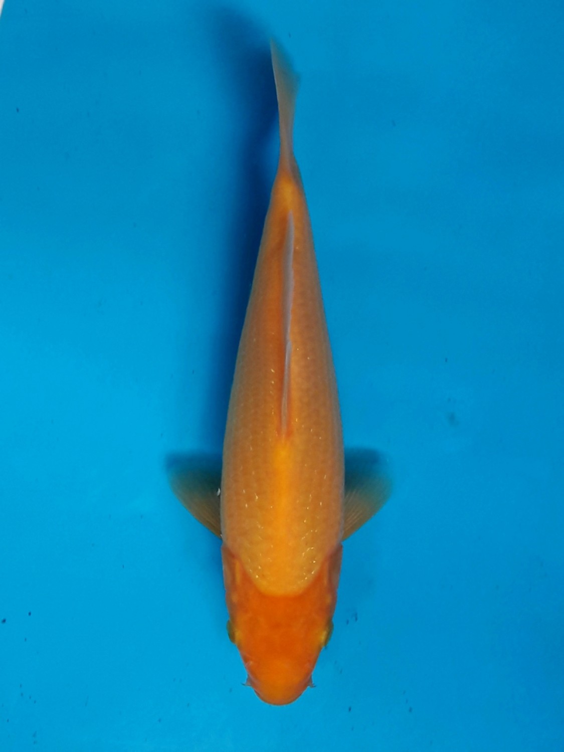 Juara 1