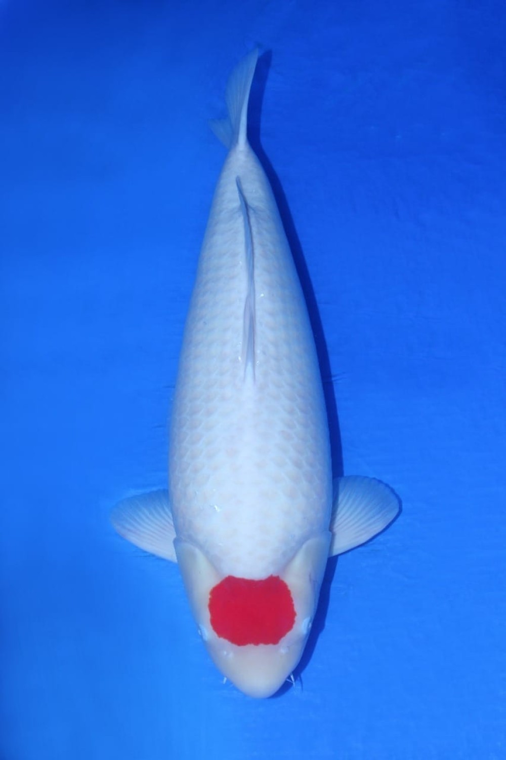 Best In Size C 71 - 75 cm