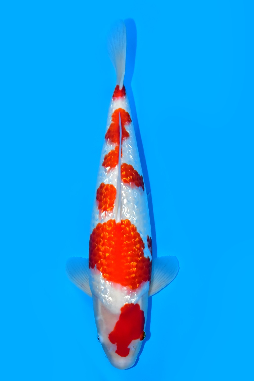 Juara 2
