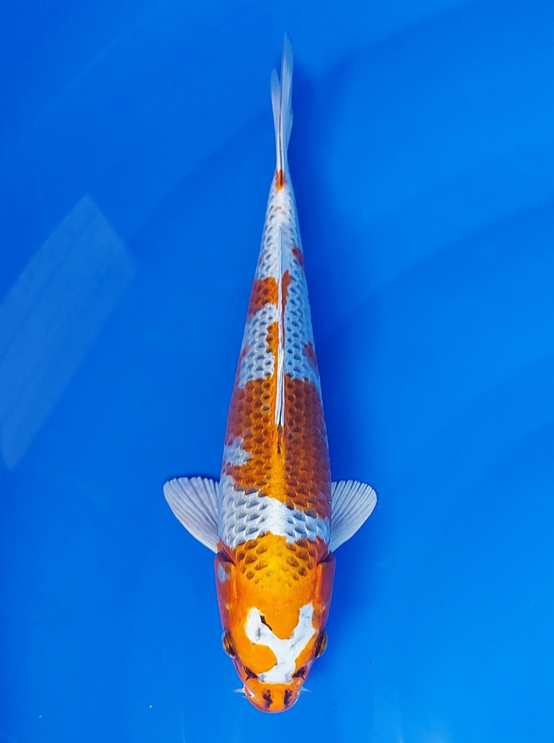 Juara 1