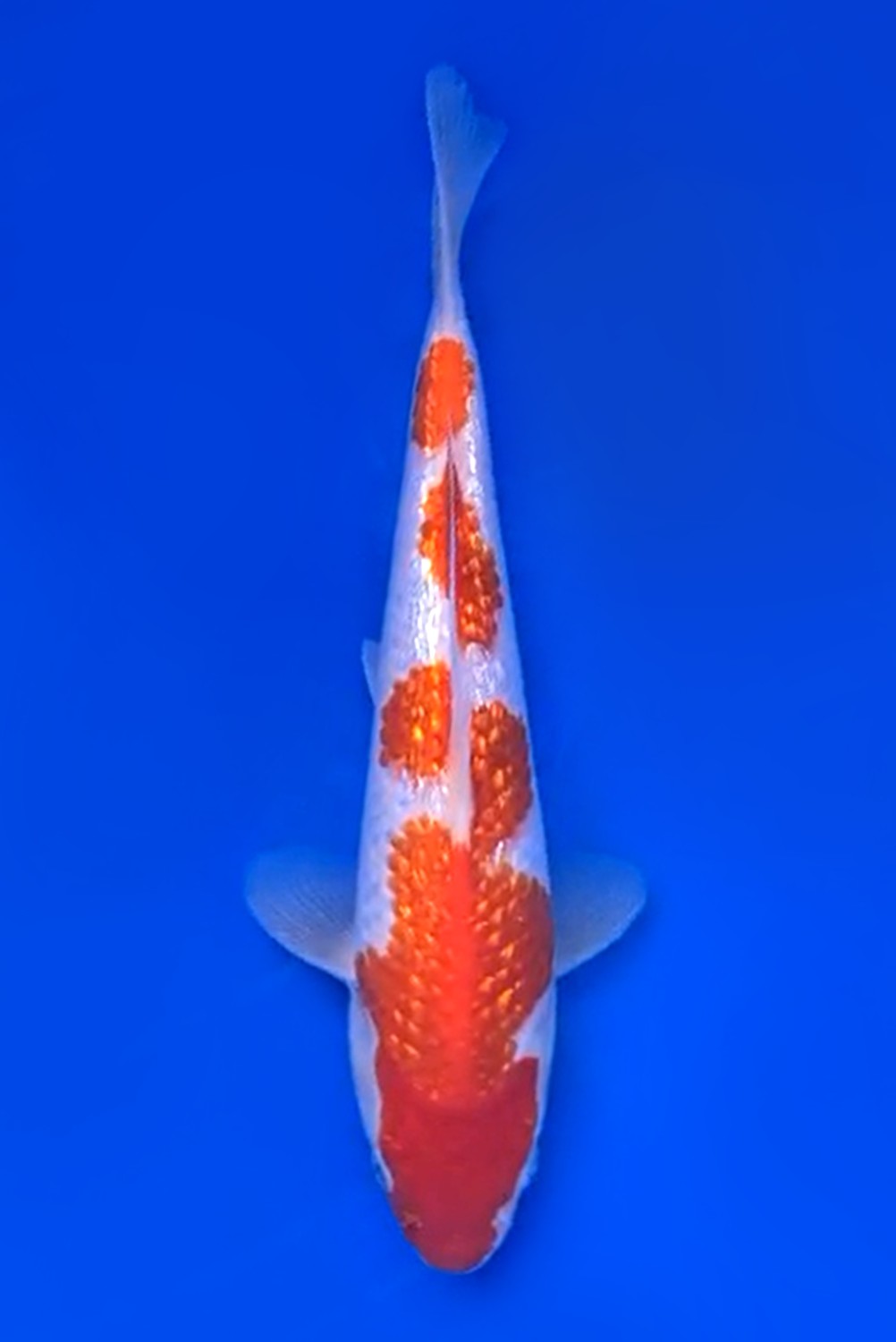Juara 1