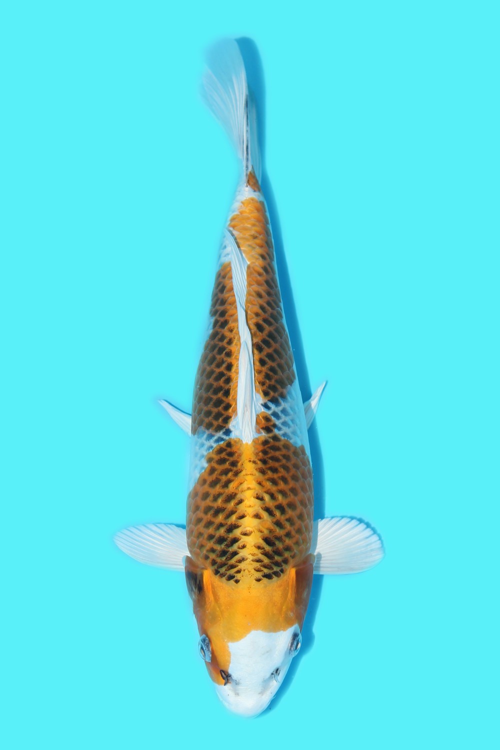 Juara 1
