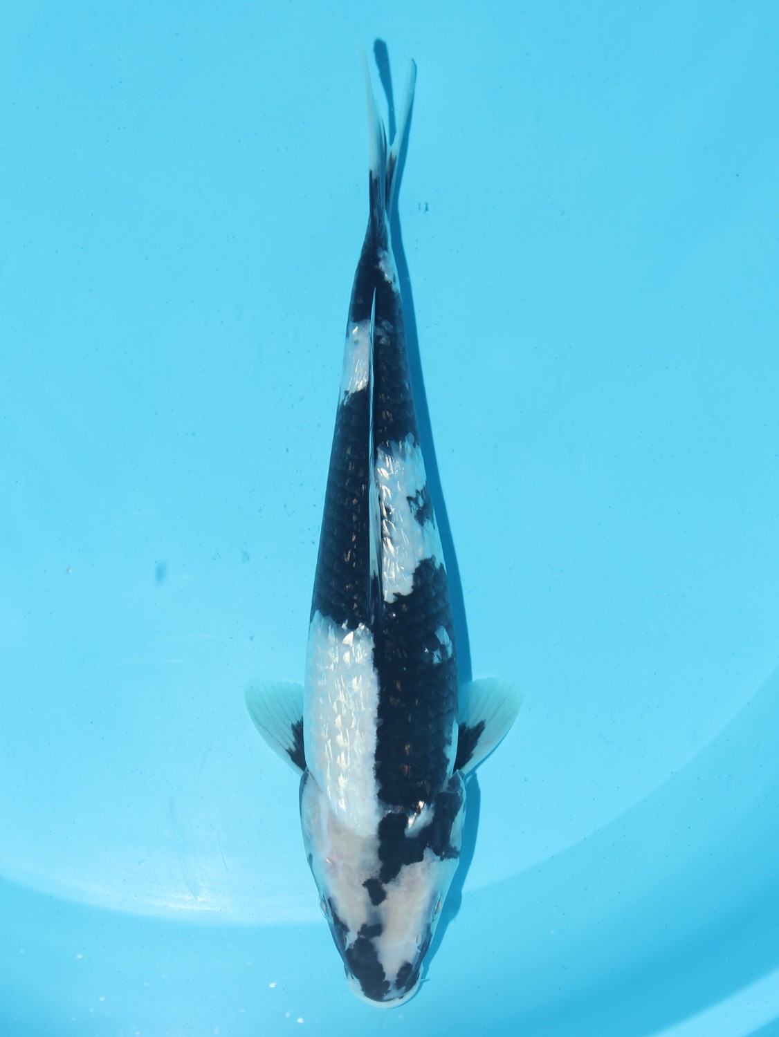 Juara 1