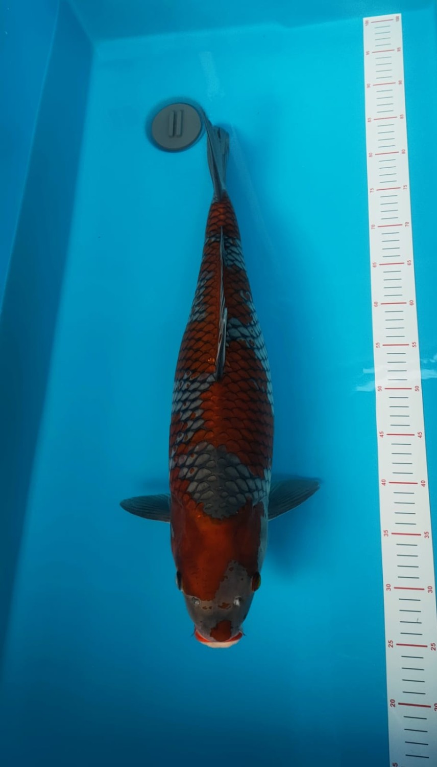 Juara 1
