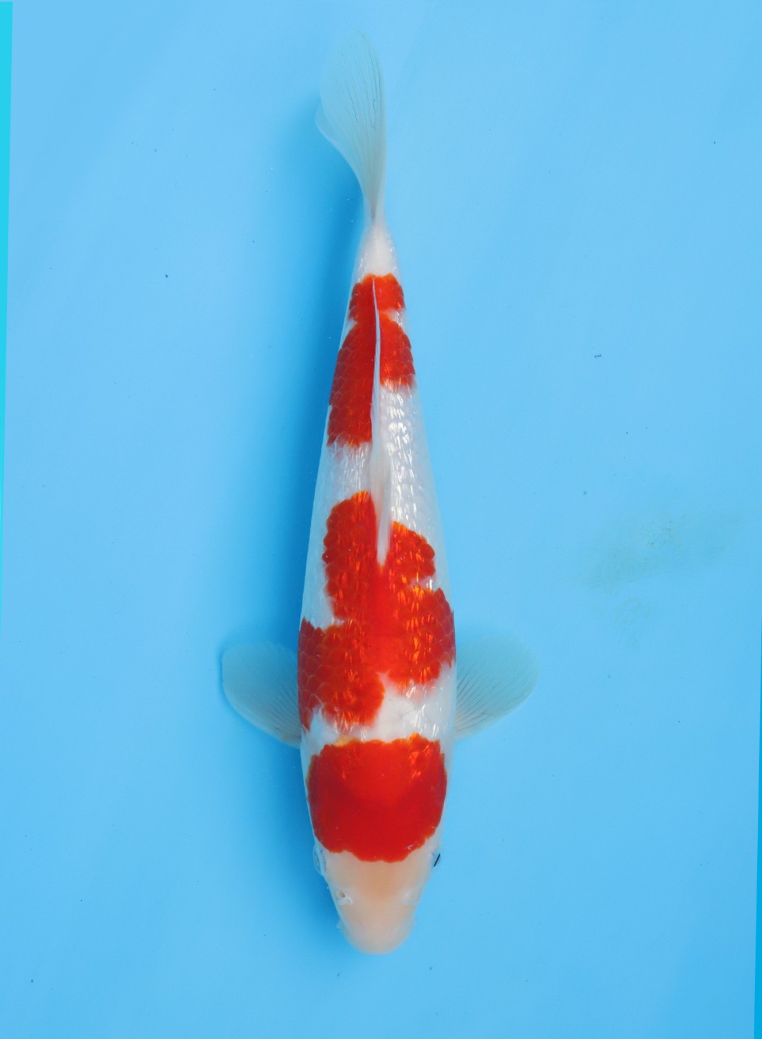 Juara 2
