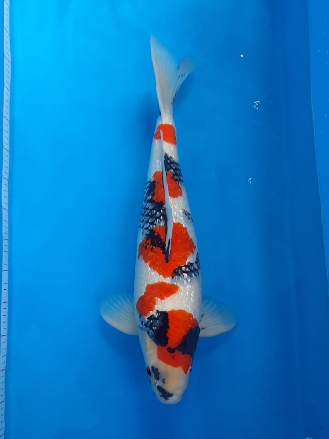 Best In Size B 56 - 60 cm