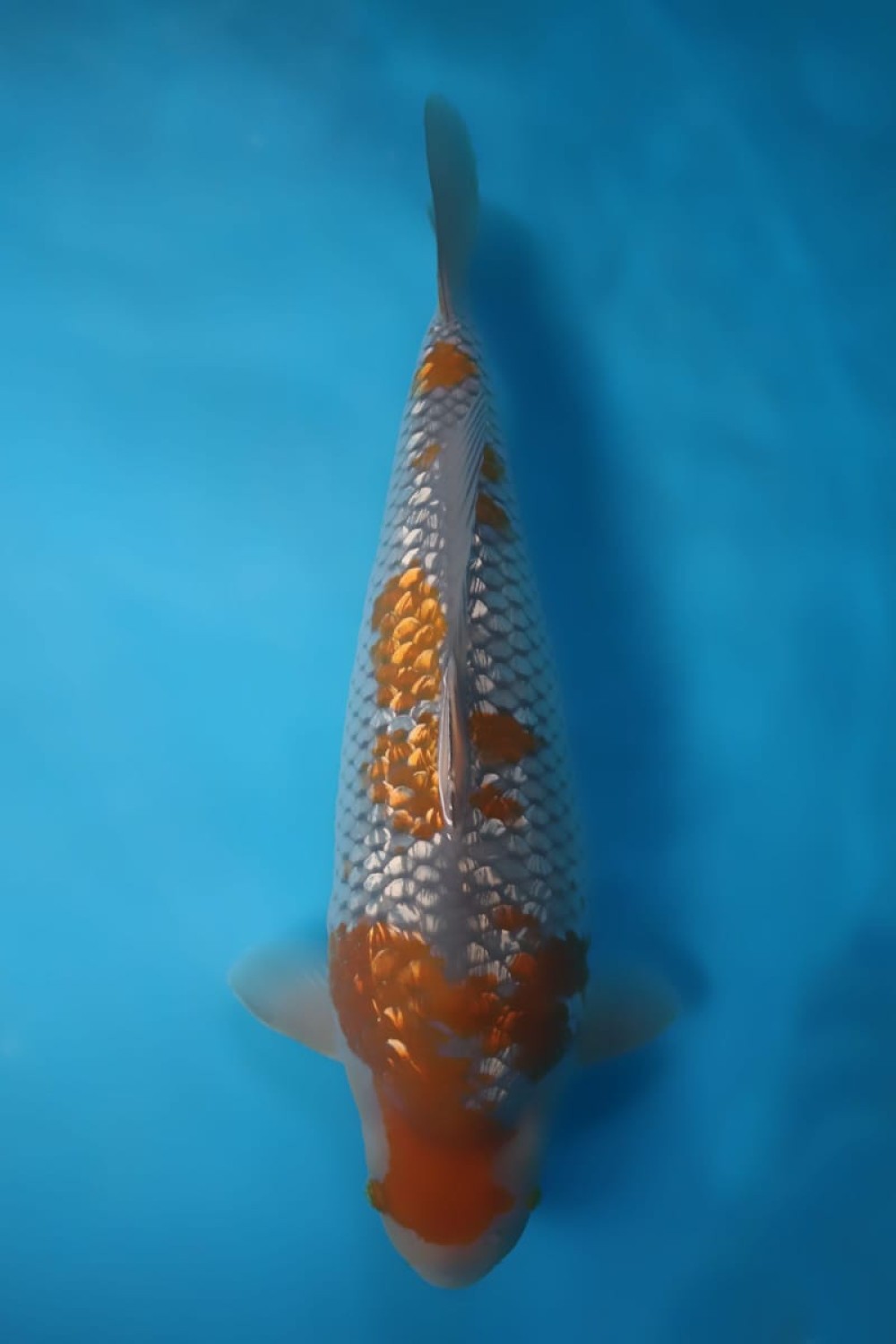 Juara 3