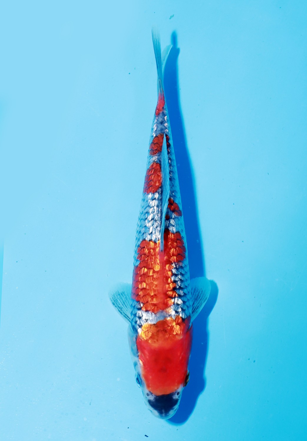 Juara 1