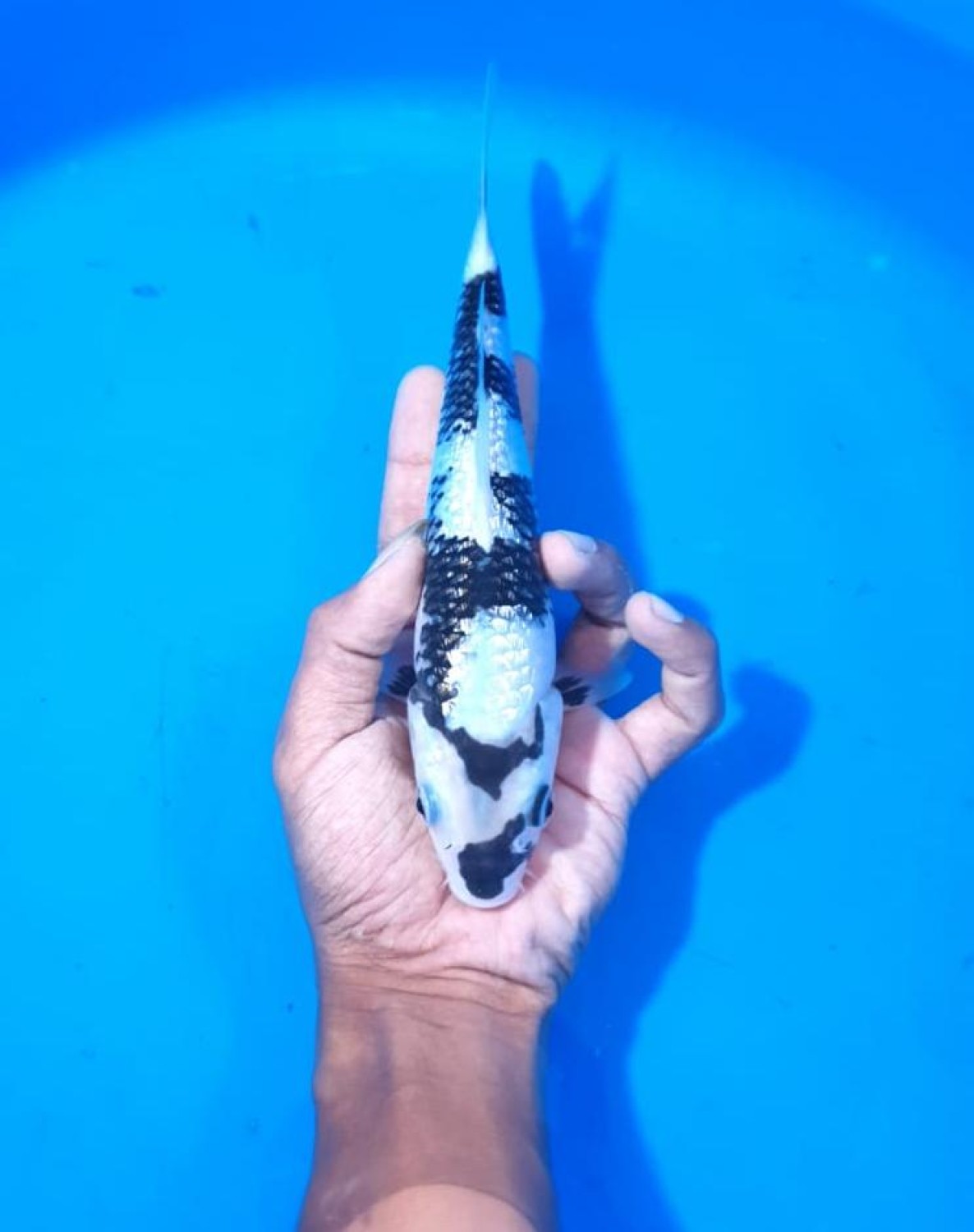 Juara 1
