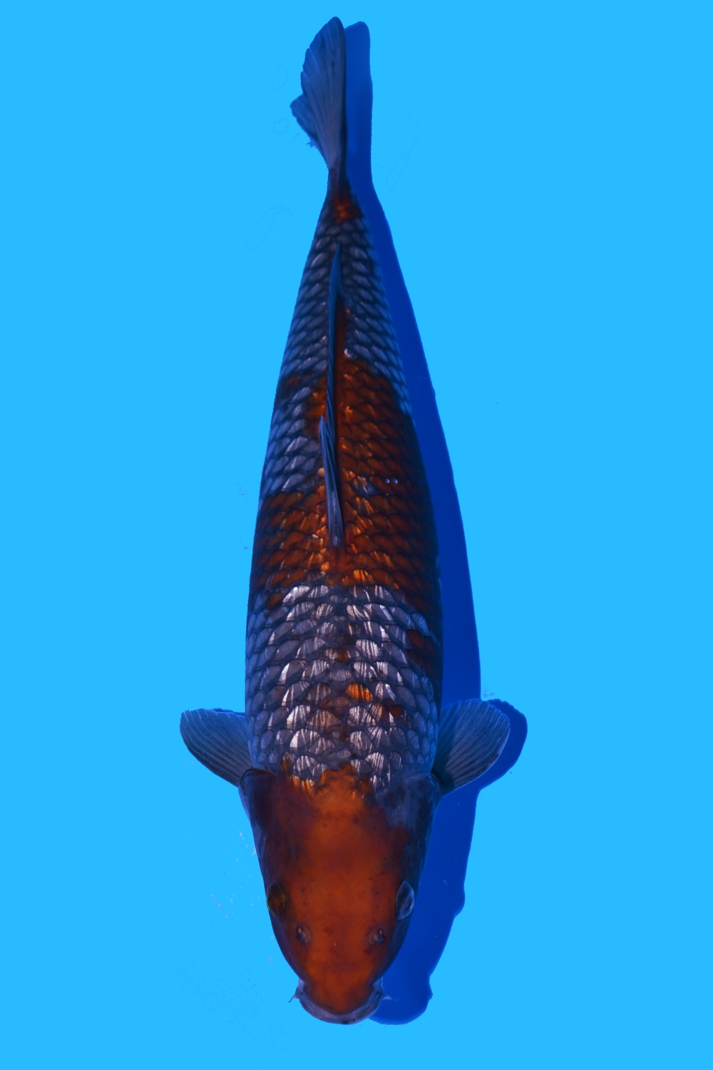 Juara 2
