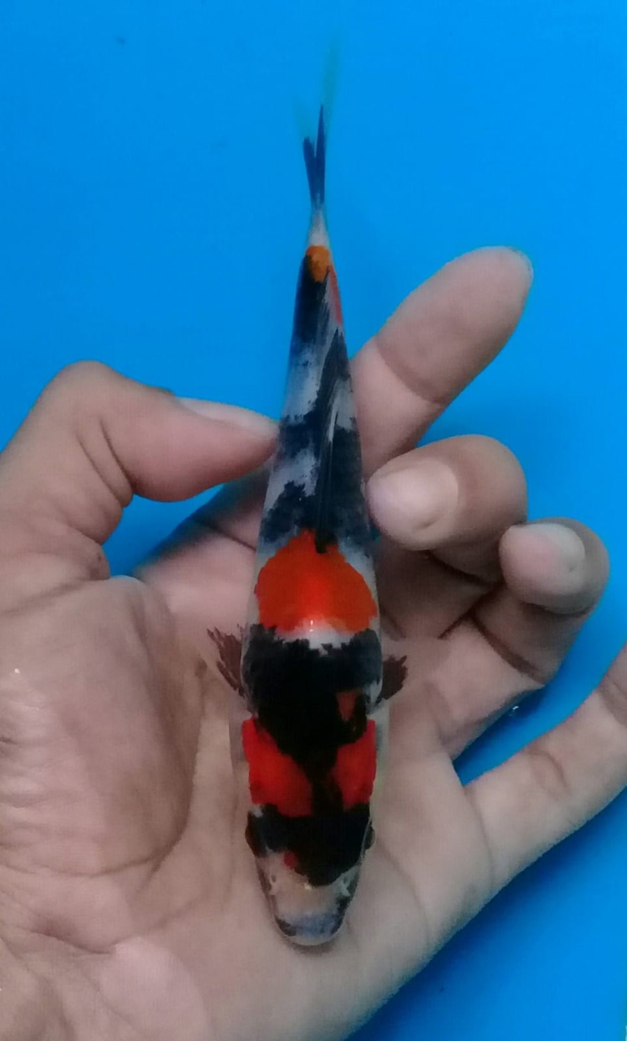 Juara 1