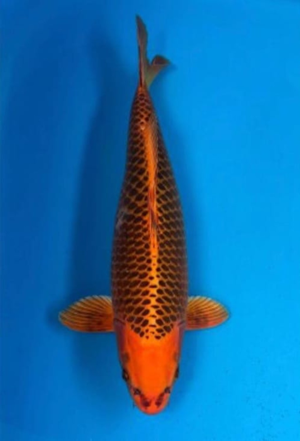 Juara 3
