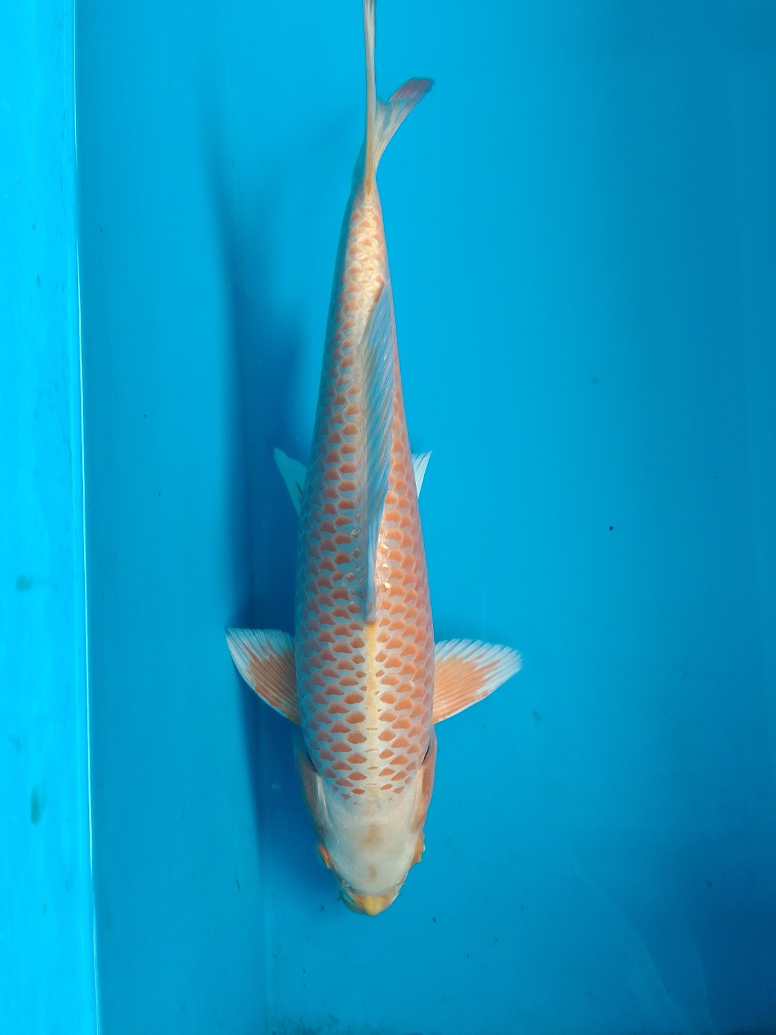 Juara 5