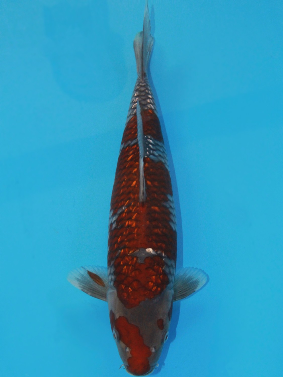 Juara 4